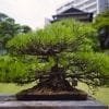 Happo-en Bonsai