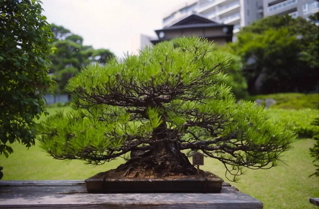 Happo-en Bonsai
