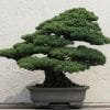 How To Make A Bonsai Tree