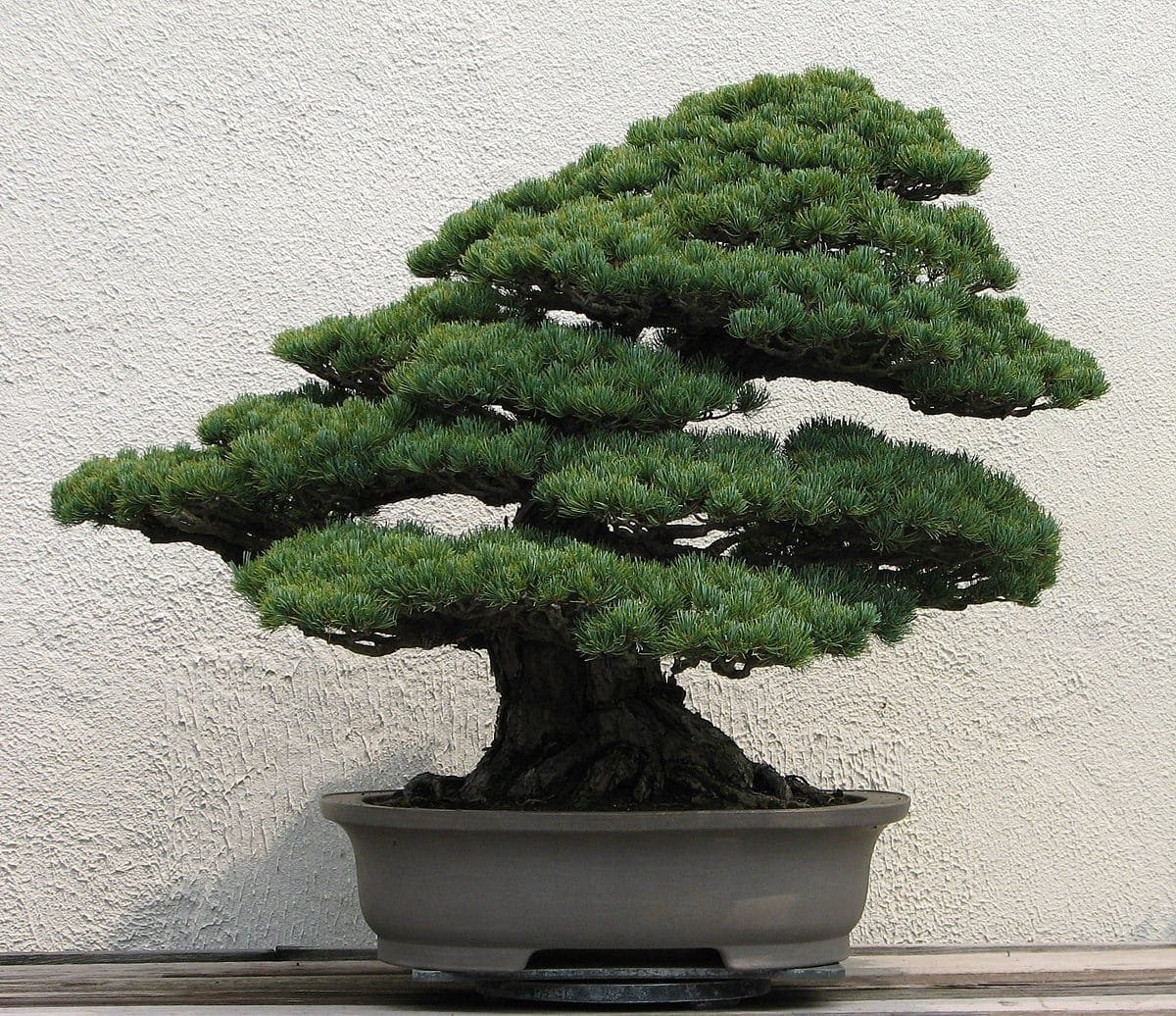 How To Make A Bonsai Tree - Bonsai Tree Gardener