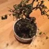 How To Rescue A Dying Bonsai Tree