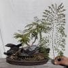 How To Shape A Bonsai Tree