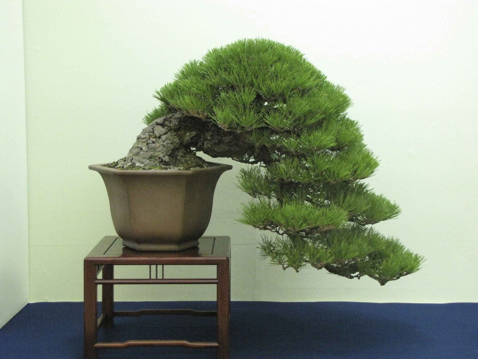 Japanese Black Pine Bonsai Tree Care Guide Pinus Japanese Black Pine Bonsai Tree Care Guide Pinus