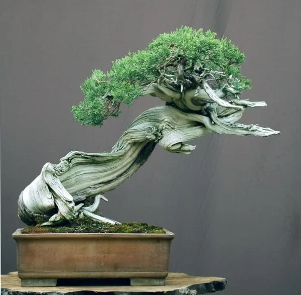 Rocky Mountain Juniper by Walter Pall