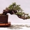 Semi-cascade bonsai style (han-kengai)