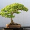 Trident Maple Bonsai Tree