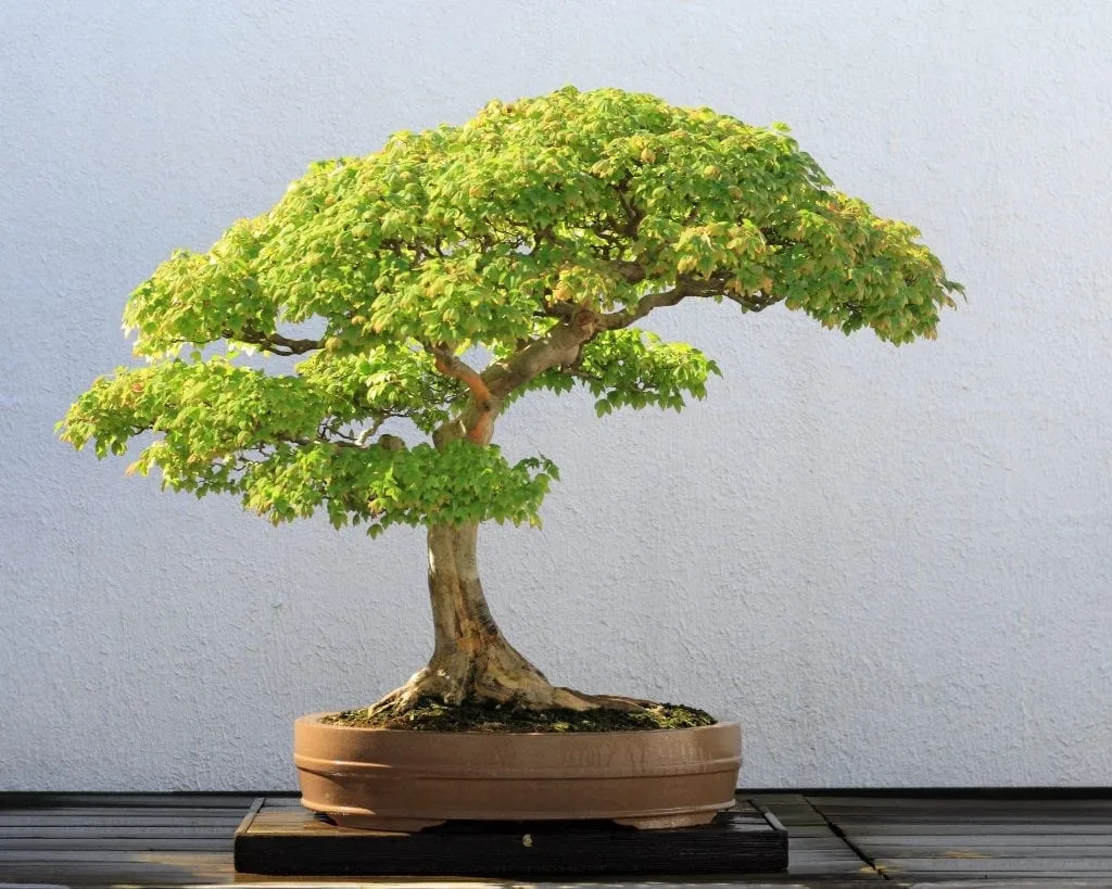Best Outdoor Deciduous Bonsai Trees - Bonsai Tree Gardener