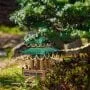 10 Best Reasons You Should Have a Bonsai Tree at Home