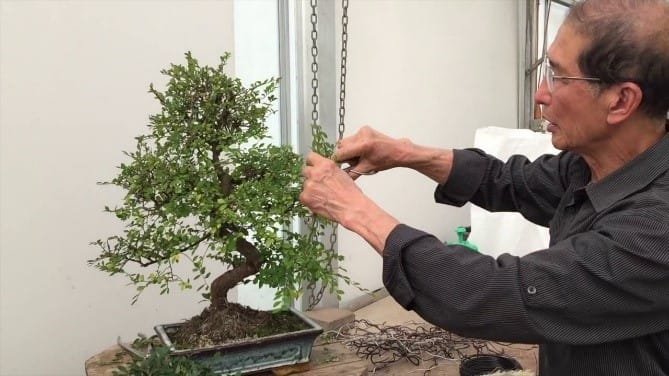 Best Bonsai Tool Rolls | Bonsai Tree Gardener Best Bonsai Tool Rolls | Bonsai Tree Gardener