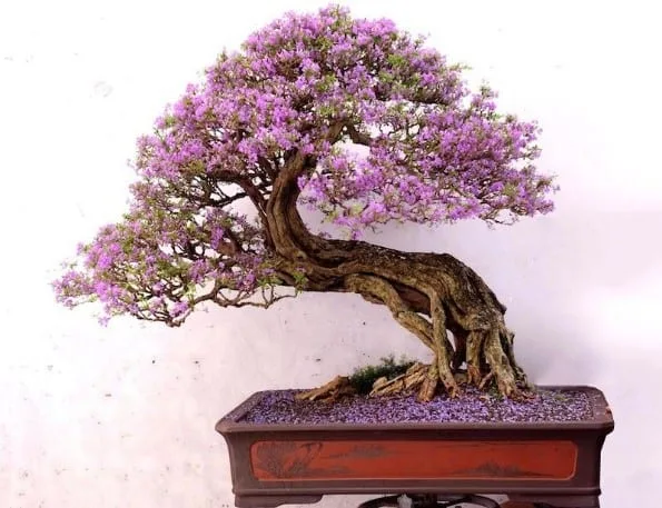 Best Grow Lights for your Bonsai