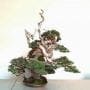 From Penjing to Bonsai: The Impact of Japanese Culture on Bonsai Tradition