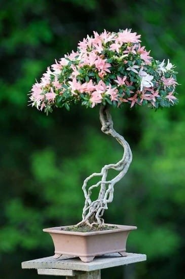 Indoor / Outdoor Table Top Bonsai Tree - Pink LED Lights - The