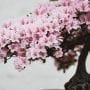 Bonsai Trees that Can Grow with Indoor Light