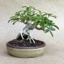 Bonsai Trees that Grow Under Low Light