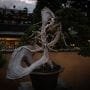 Bonsai to the World: Promoting Japan Through Bonsai