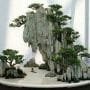 Chinese Penjing: Its Influences to Japanese Bonsai