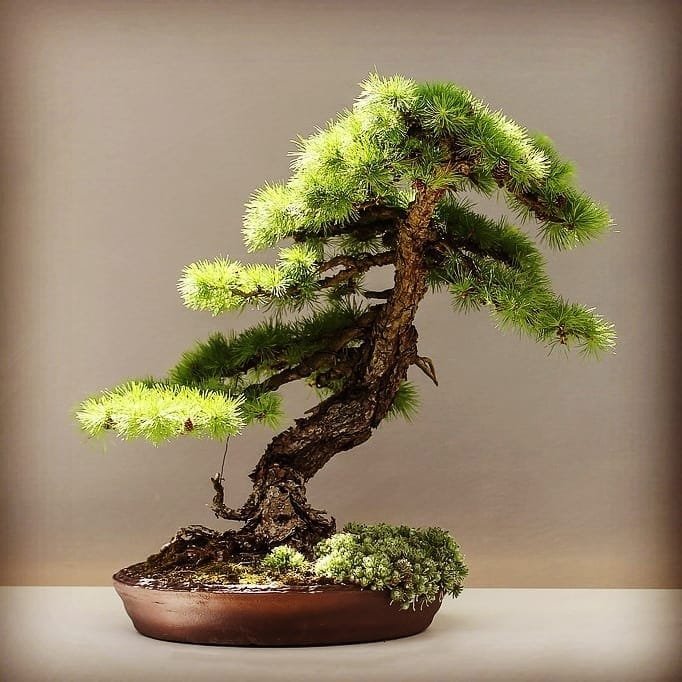 How to Choose the Best Starter Kits for Beginners - Bonsai Tree Gardener