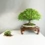 How to Display your Bonsai Using Stands