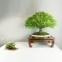 How to Display your Bonsai Using Stands
