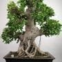 How to Prune Ficus Bonsai to Make it Thrive