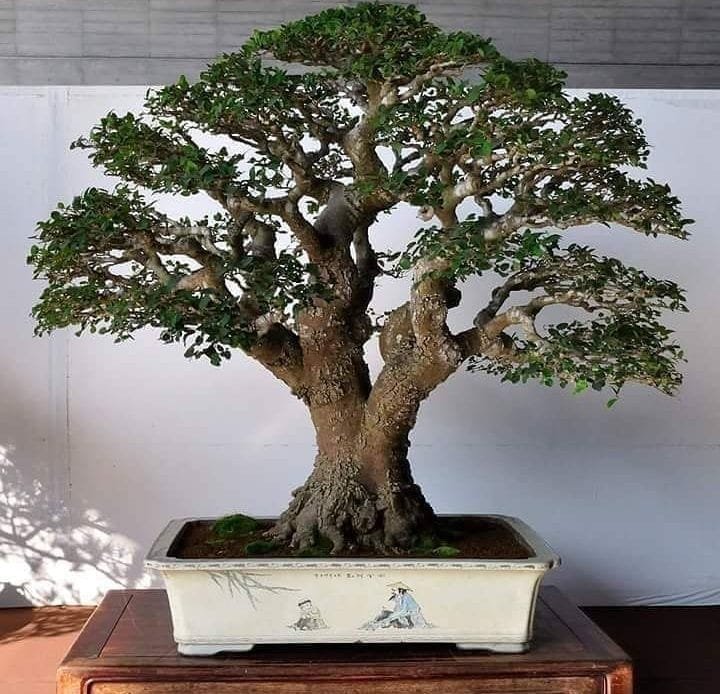 bonsai ficus leaves losing plants tree trees revive indoor indoors care attractive decorations trendehouse types masterpieces very planting styles instagram
