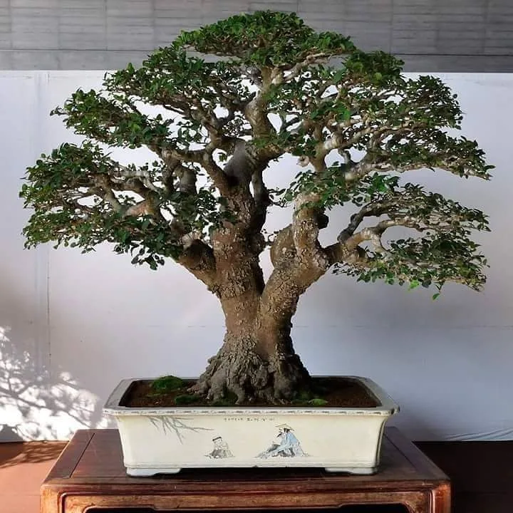 How to Revive Ficus Bonsai Losing Leaves - Bonsai Tree Gardener