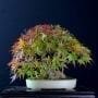 How to Revive a Bonsai Tree with Dry and Brittle Leaves