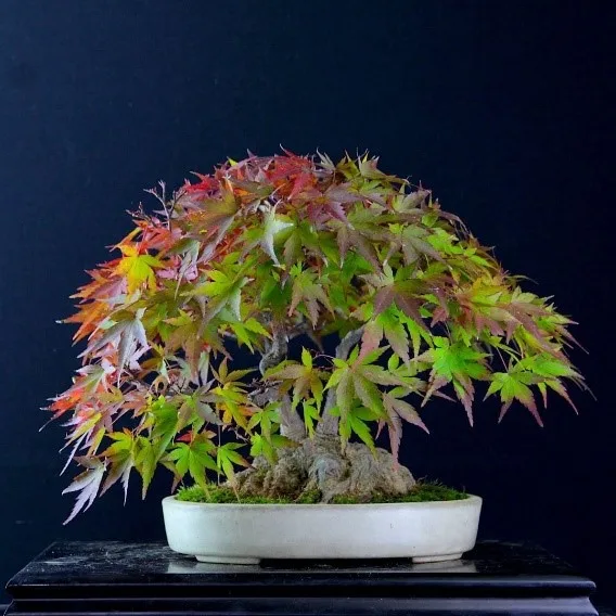 How to Revive a Bonsai Tree with Dry and Brittle Leaves