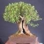 How to Split a Bonsai Trunk