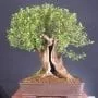 How to Split a Bonsai Trunk