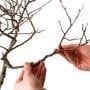 How to Use Aluminum Bonsai Wire