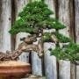 How to Use a Stand/Table to Display your Bonsai Outdoors