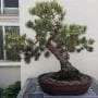 Jack Pine Bonsai Care Guide