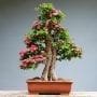Pros and Cons of Keeping Bonsai at Home: Scientifically and Spiritually