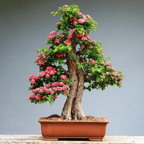 Pros and Cons of Keeping Bonsai at Home: Scientifically and Spiritually