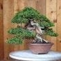 Soil Guide for Growing Juniper Bonsai