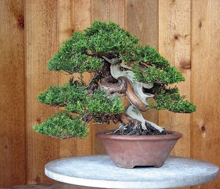 Does a juniper make a good bonsai tree