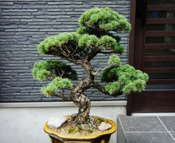 Things to Look for when Choosing Bonsai Tool Kits