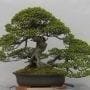 Tools You Need to Bend Bonsai Branches