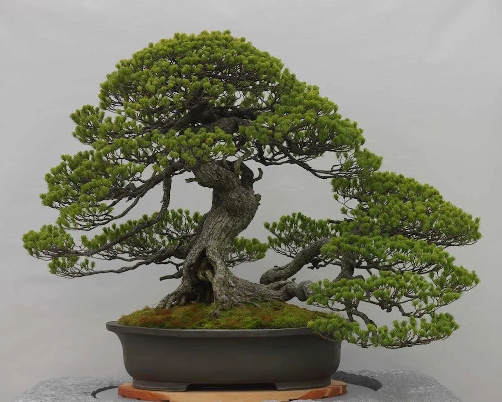 Tools You Need to Bend Bonsai Branches