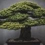 Busting 10 Common Myths About Bonsai