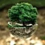 Where to Buy Bonsai Soil
