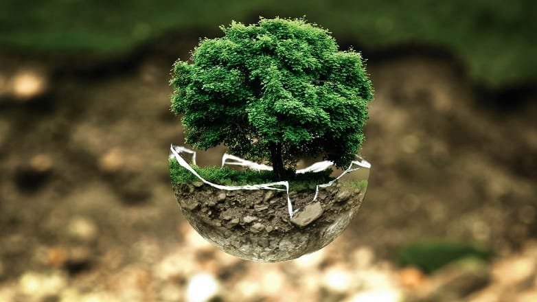 Where To Buy Bonsai Soil Bonsai Tree Gardener