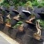 The Real Answer Why Some Bonsai Trees Cost So Much