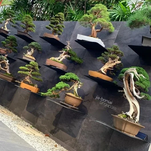 The Real Answer Why Some Bonsai Trees Cost So Much - Bonsai Tree Gardener