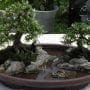 Art of Bonkei: A Bonsai Landscape