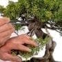 Best Bonsai Pruning Kit