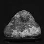 Bonsai and Suiseki: The Art of Stone Appreciation