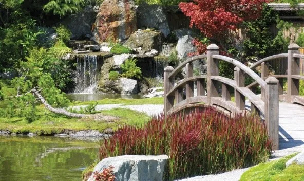 Combining Koi Pond and Bonsai in your Garden
