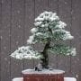 How To Protect Bonsai In Winter